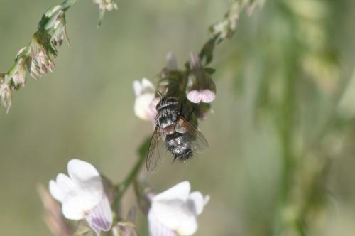 Exoristinae